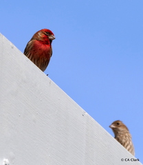 Haemorhous mexicanus