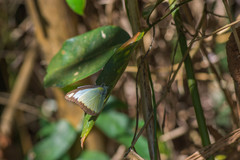 Appias lyncida eleonora