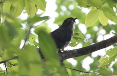 Hierococcyx sparverioides