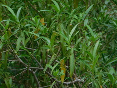 Vallesia laciniata