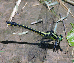 Gomphurus lineatifrons