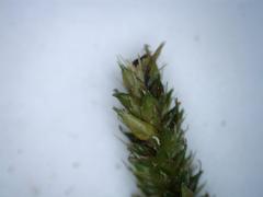 Carex ochrosaccus