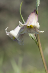 Fritillaria striata