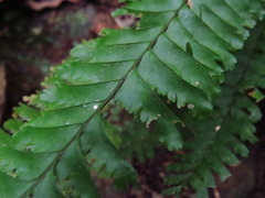 Hymenasplenium cheilosorum