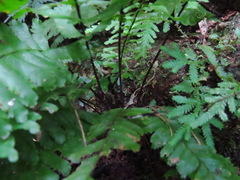 Hymenasplenium cheilosorum