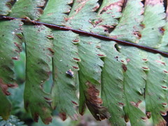 Hymenasplenium cheilosorum
