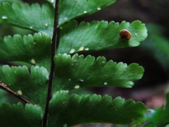Hymenasplenium cheilosorum