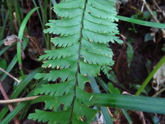 Hymenasplenium cheilosorum
