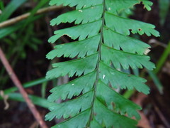 Hymenasplenium cheilosorum