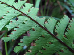 Hymenasplenium cheilosorum