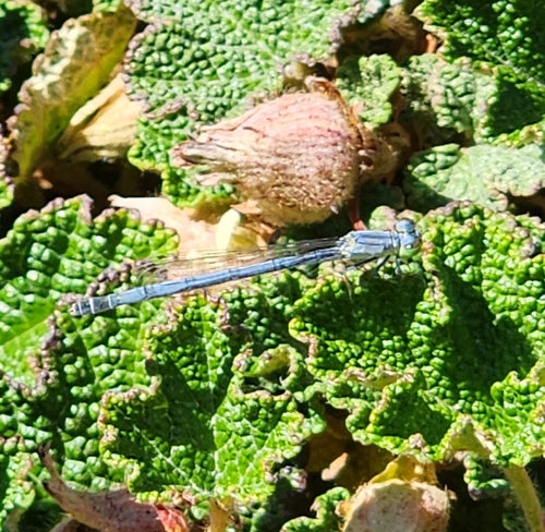 Western Forktail photo 3