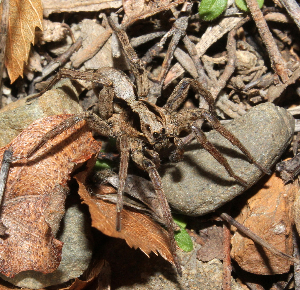 Alopecosa beckeri