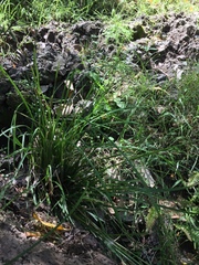 Carex ochrosaccus