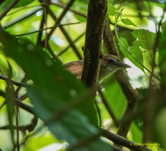 Malacocincla abbotti