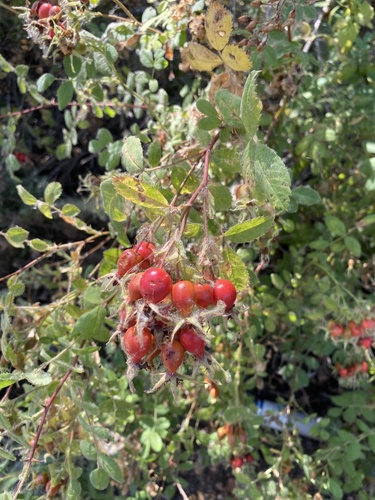 iNaturalist observation photo of California Wild Rose