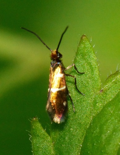 Micropterix aruncella