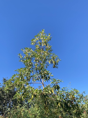 iNaturalist observation photo of tree tobacco
