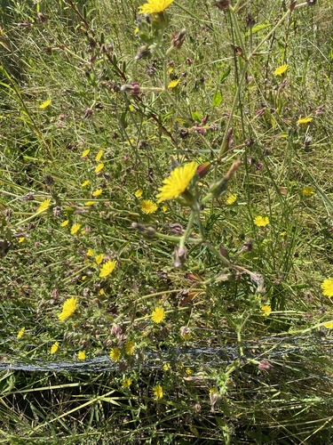 iNaturalist observation photo of bristly oxtongue