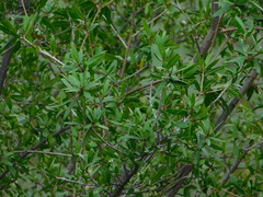 Pleradenophora bilocularis