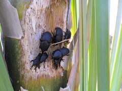 Scyphophorus yuccae