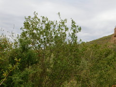 Pleradenophora bilocularis