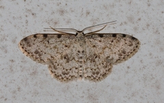 Scopula nigrinotata
