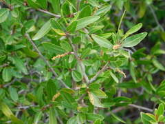 Pleradenophora bilocularis