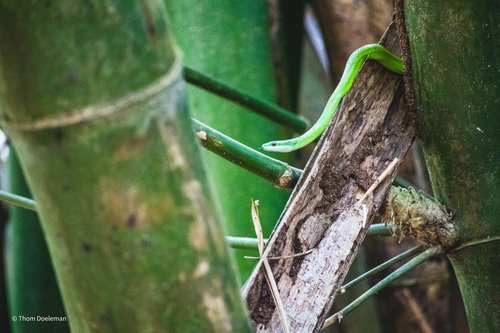 Common Green Racer