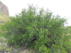 Pleradenophora bilocularis