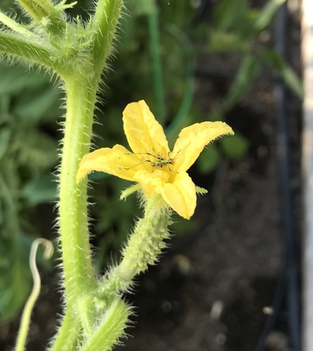 Cucumis sativus