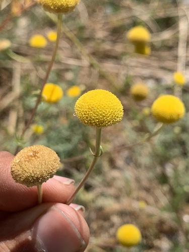 Tripleurospermum disciforme