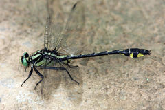 Gomphurus lineatifrons