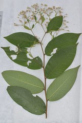 Rhamnoneuron balansae