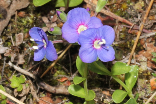 Veronika kríčkovitá (Veronica fruticans)