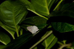 Spalgis epius dilama