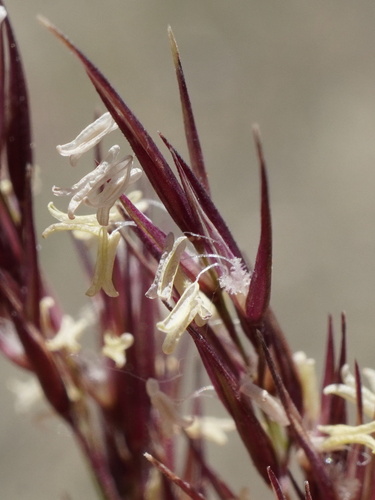 Image of Calamagrostis pseudophragmites by (c) Patrick Hacker, some rights reserved (CC BY)