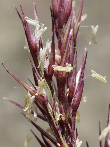 Calamagrostis pseudophragmites, photograph 6