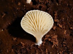 Panellus ligulatus