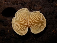 Panellus ligulatus