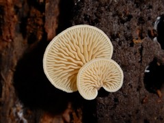Panellus ligulatus