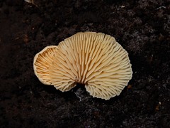 Panellus ligulatus