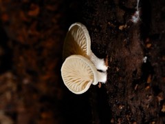 Panellus ligulatus