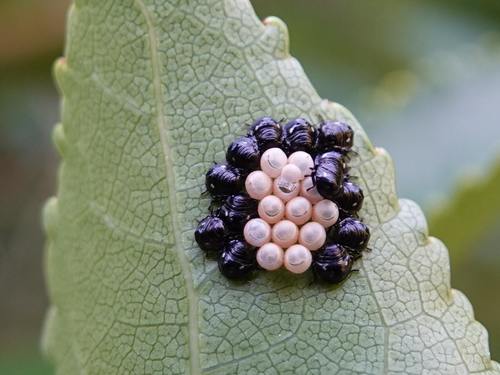 New Zealand Vegetable Bug photo 4