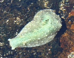 Dolabrifera nicaraguana