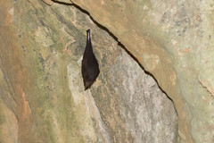 Rhinolophus formosae