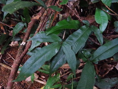 Grypothrix triphylla