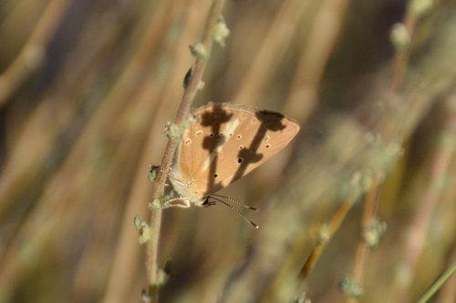 Polyommatus demavendi