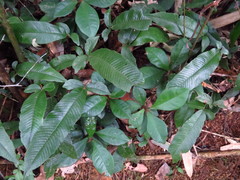 Grypothrix triphylla