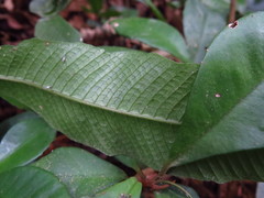 Grypothrix triphylla