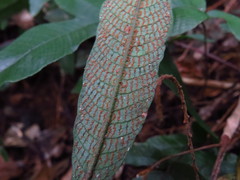 Grypothrix triphylla